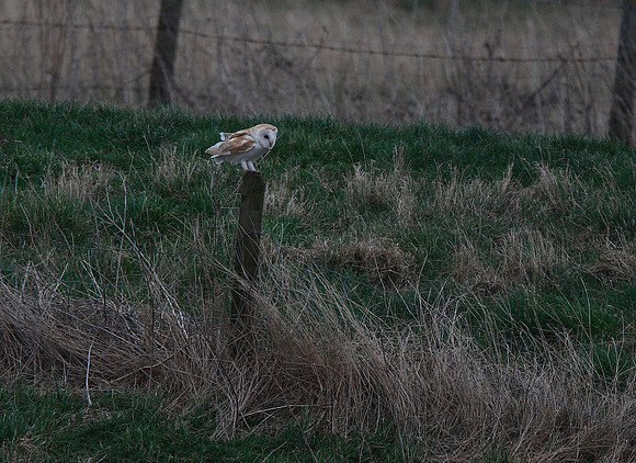 Barn Owl