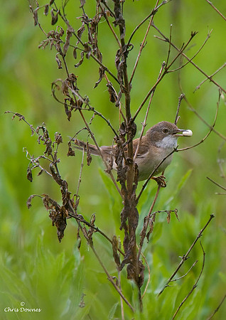 Whitethroat