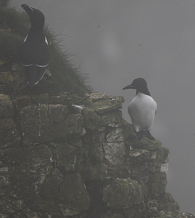 Guillemots