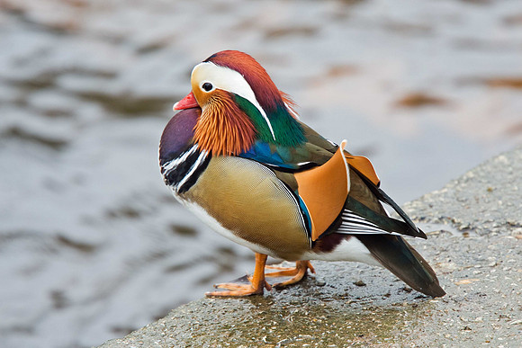 Mandarin Duck