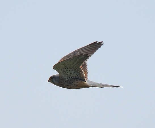 Kestrel
