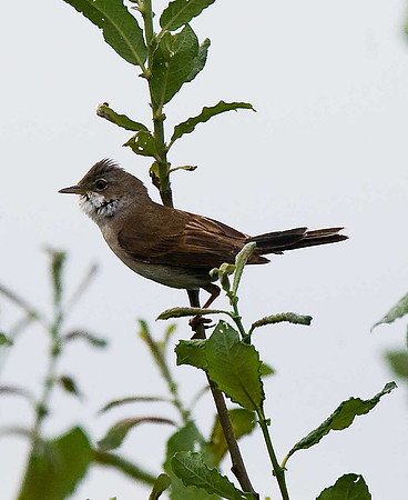 Whitethroat