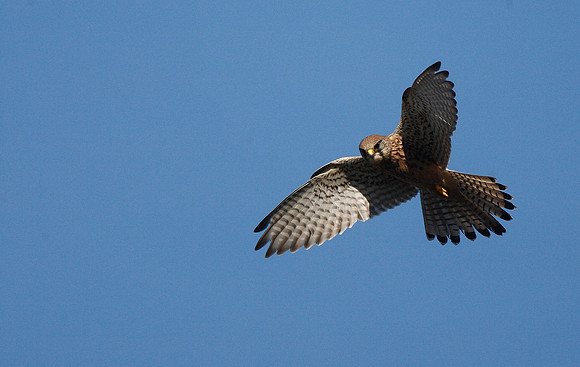 Kestrel