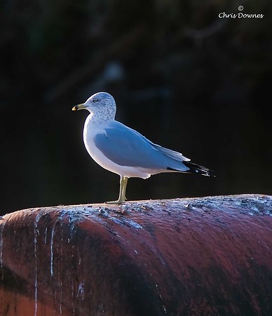 Ring-billed Gull