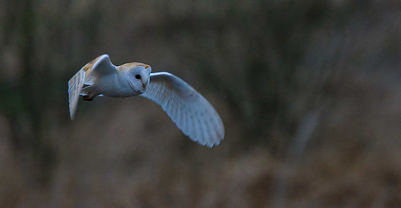 Barn Owl